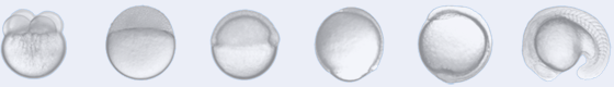 Developmental stages of zebrafish embryos