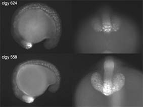 Transgenic Expression in Retina